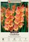 Princess Margaret Rose Large Flowering Gladiolus Hybrid - 10 Bulbs 12/14 cm